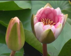 红马蹄莲花在恶劣环境中绽放的奇迹