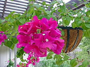 燕子掌：梗多可依同过插枝繁殖的植物