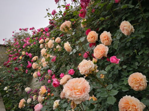 裸根月季与盆栽月季种植方法大不同，你了解多少？