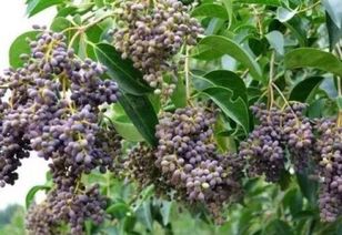 杜仲树：肝肾强筋的神奇树木