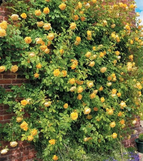 黄色系藤本月季， 花海中的璀璨明珠