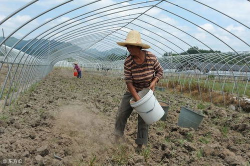 不用土壤也Neng生长的蔬菜