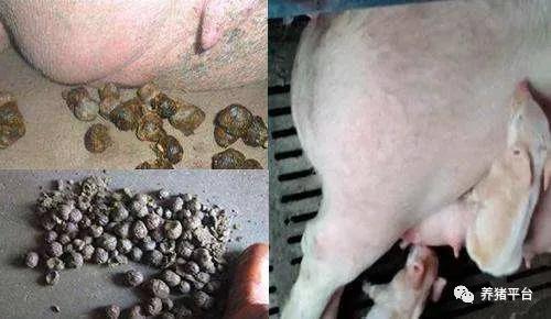 母猪便秘原因有哪些？治疗方案又是什么