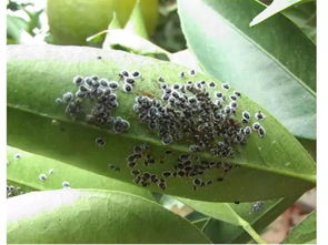 防范柑橘木虱的方法：全方位防御