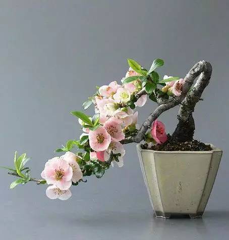 盆景金钗石斛怎么种植？如何让其在盆景中绽放光彩