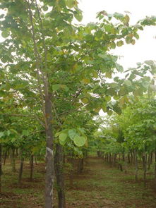 培育大苗还是公园绿化