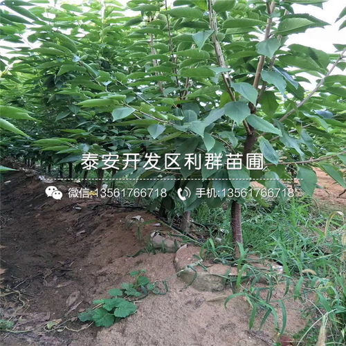 大樱桃树苗，枝繁叶茂