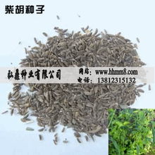 柴胡种子高原种植的挑战