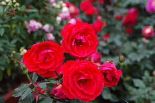 深圳人民公园月季花展：美不胜收的月季盛宴