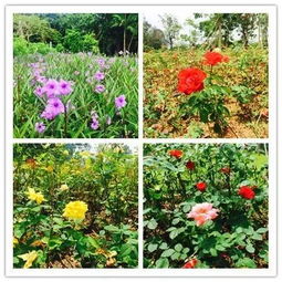 夏日绽放，百花争艳