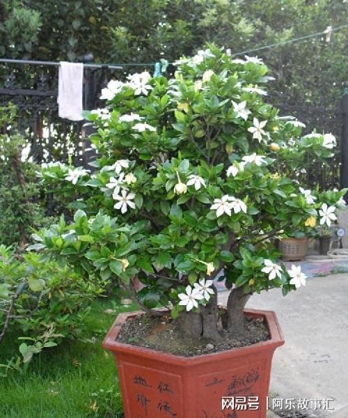 栀子花怎么栽才能不死？