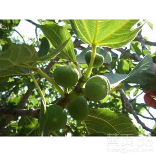 大黄药用价值高，人工种植技术指南