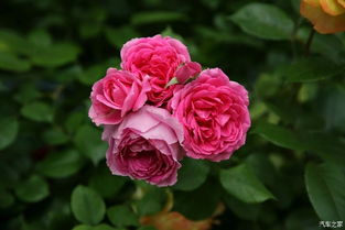 月季花的多样寓意