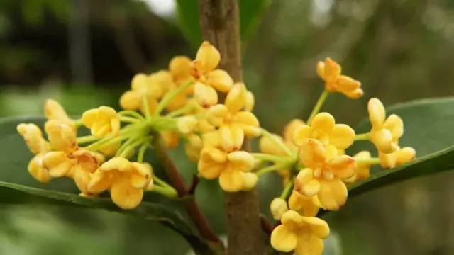 日照市花桂花，其馥郁芬芳象征着繁荣与和谐