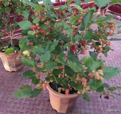 火龙果树盆栽如何养殖？如何让它枝繁叶茂