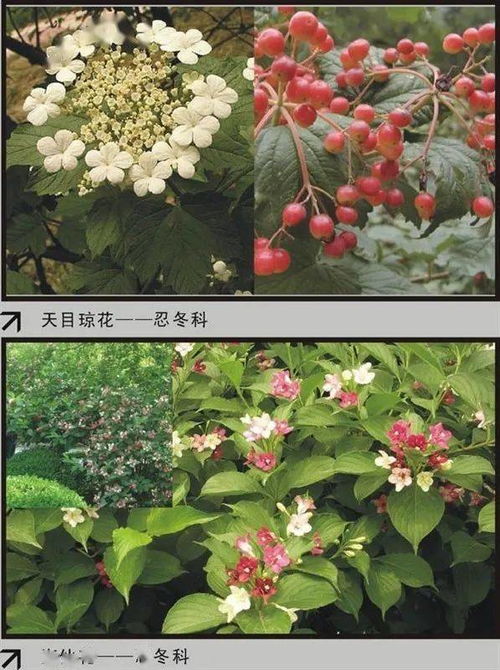 推荐软件：掌上识别王