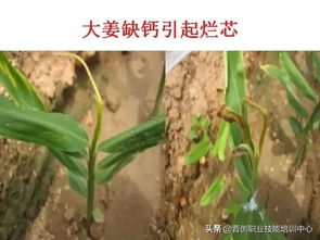 生姜病虫害防治有哪些具体的技术和方法措施