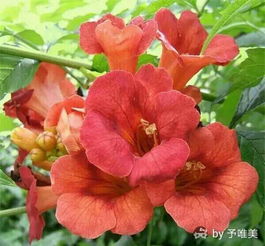 凌霄花的美妙之处