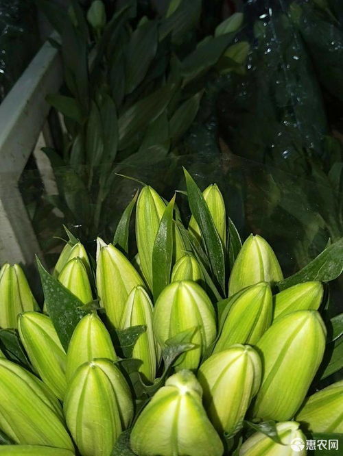 云南鲜花批发哪里找？哪家质量最好