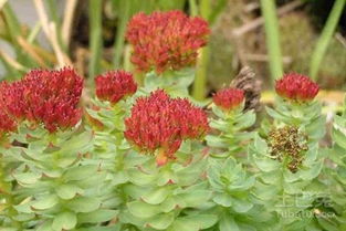 红景天：牛粪垫底的秘密