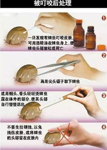 谷子上的蜱虫让我头疼啊！