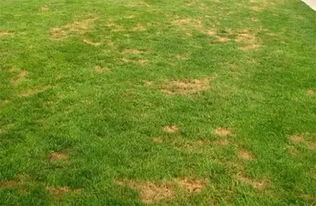 误区二：草地越密越好