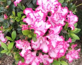 杜鹃花浇水技巧：控水防根烂，养花无忧！