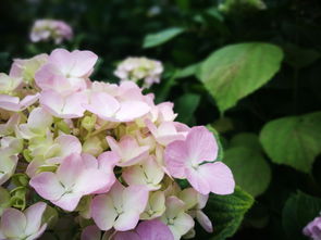 公园里开蓝色花朵的草花