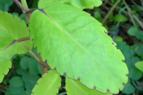 土壤配方大揭秘