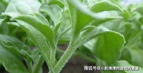 冰草种植需要什么气候条件？冰草种植时间和方法是怎样的
