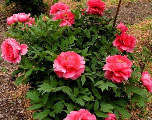 金鱼草：南方夏日的精灵