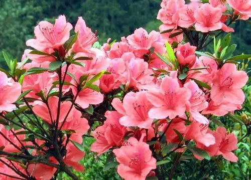 “吉祥如意的花海中，哪种花最能代表幸福与繁荣