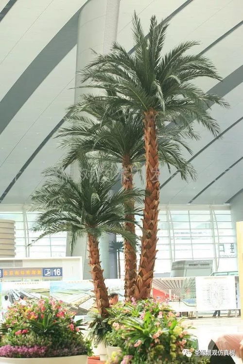 防风种子的发芽率:90%以上的保证