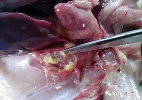 春季雏鸡传支，呼吸道症状