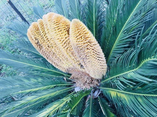 铁树开黄叶之谜大揭秘