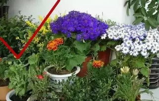 注意花卉生长习性