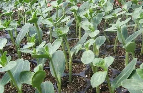 浓度配比要讲究， 临界阈值要掌握