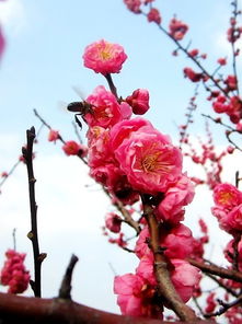 “巧植络新妇，春意盎然满园香”