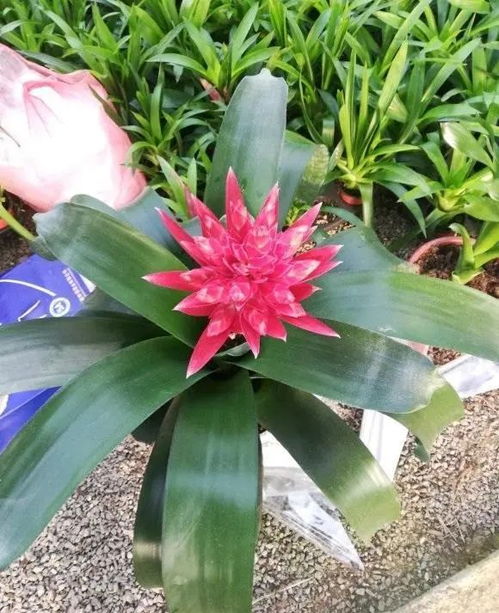 红运当头盆栽移植，如何保留好运