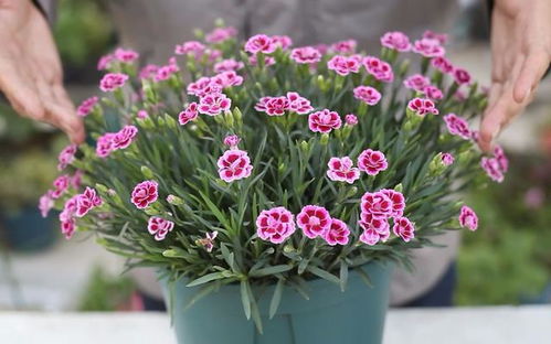 不同花卉，不一边间