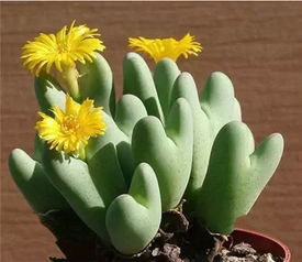 多肉植物繁殖？简单方法大揭秘