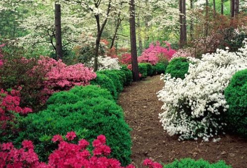 公路旁的花草品种