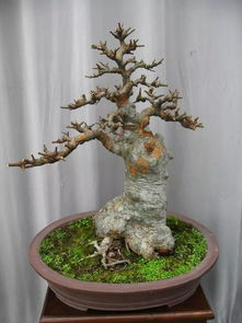 翻盆、 修根、换土：保持榆树生长旺盛