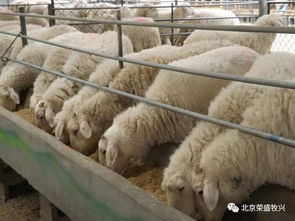 玉米饲料制作秘籍，养殖效益提升技巧