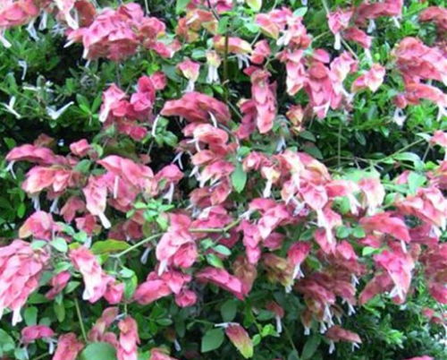 春秋冬：全日照， 每天6小时