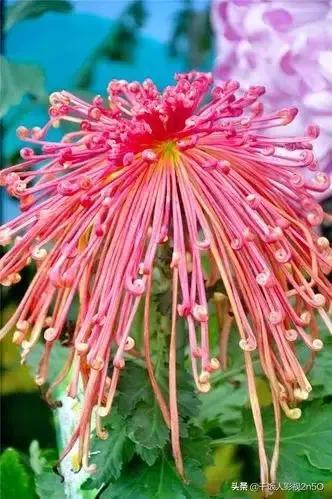 菊花色彩斑斓，你知道都有哪些颜色吗