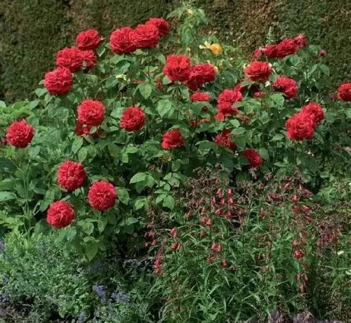 月季修剪的好处一：通风透光， 生长geng好