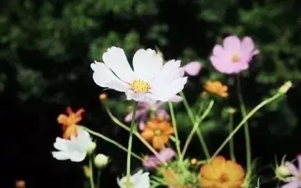 太阳花的缤纷世界