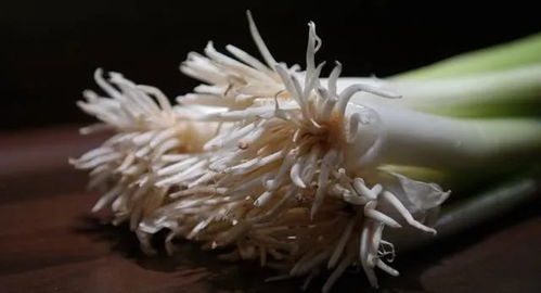 葱籽不泡种子Ke以种植吗？