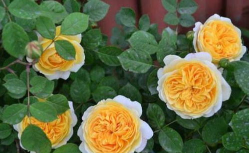 品种介绍， 听听这个名字就高大上